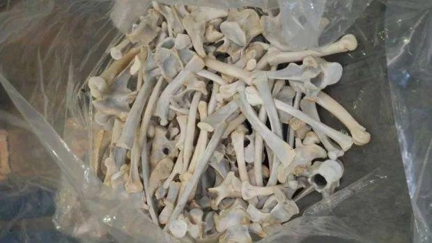 她跑去非洲养狮子，却成了一生的噩梦....现实版狮子王，比电影残酷一万倍