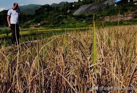 你考虑过农民伯伯的感受吗？一男子淘宝卖假农药致10户村民水稻绝产，获刑！