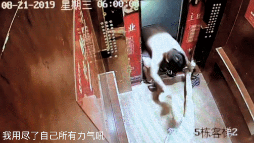 知名网红自曝被家暴，视频全程惨不忍睹，引发全网震怒